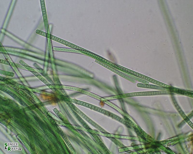 Phormidium