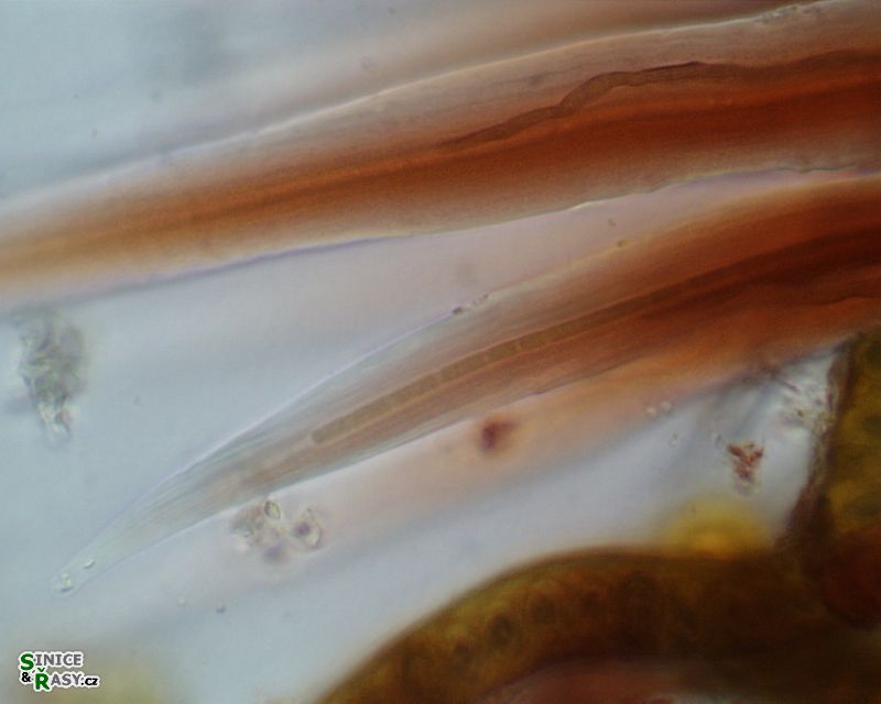 Schizothrix