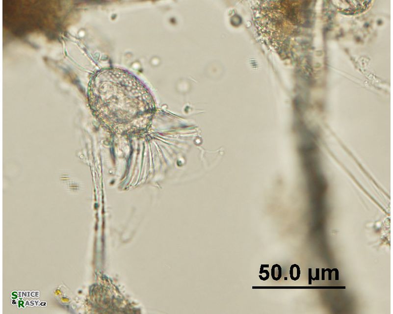 Ornithocercus sp.