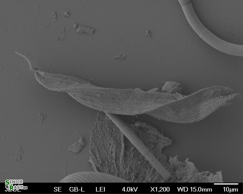 Lepocinclis tripertis 