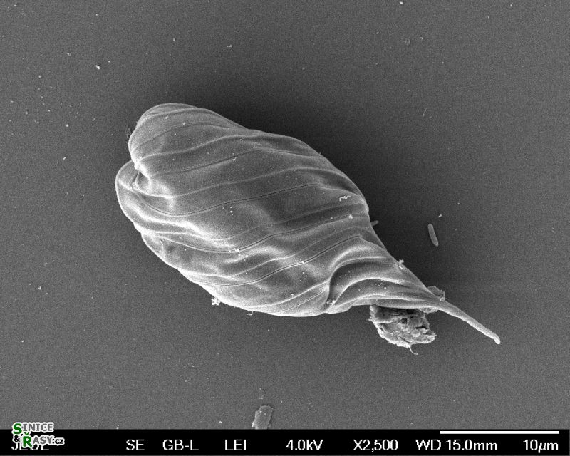 Monomorphina pyrum