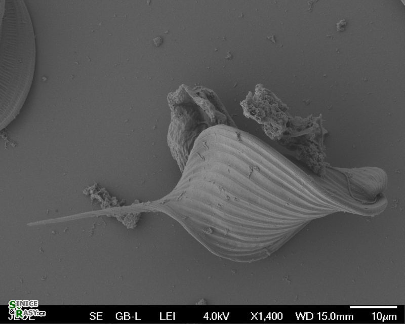 Phacus longicauda