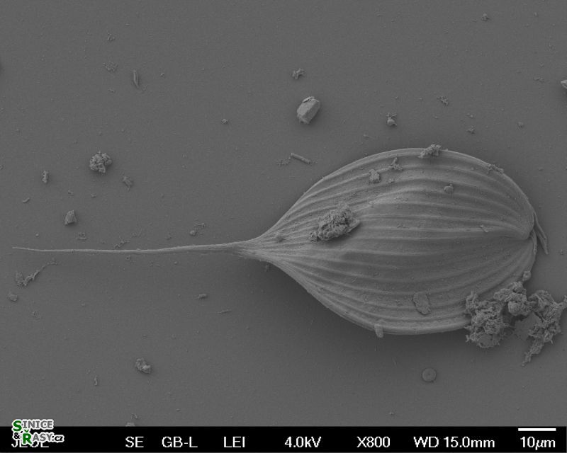 Phacus longicauda