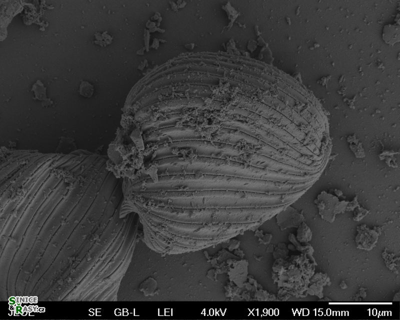 Phacus curvicauda