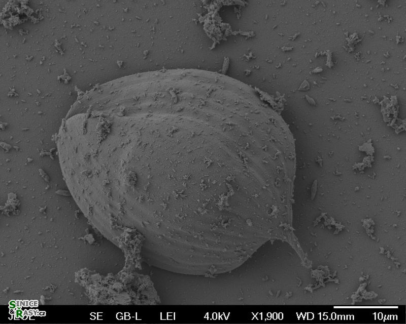 Phacus pleuronectes