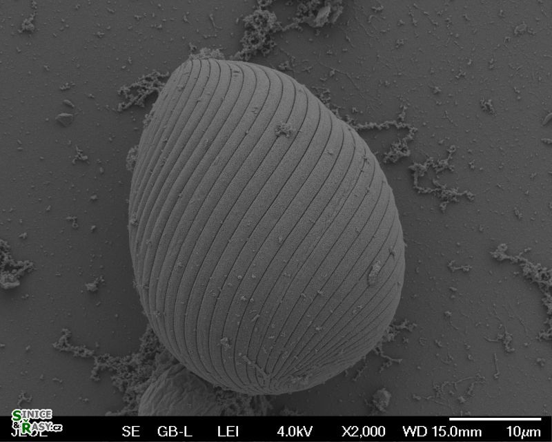Euglena texta 
