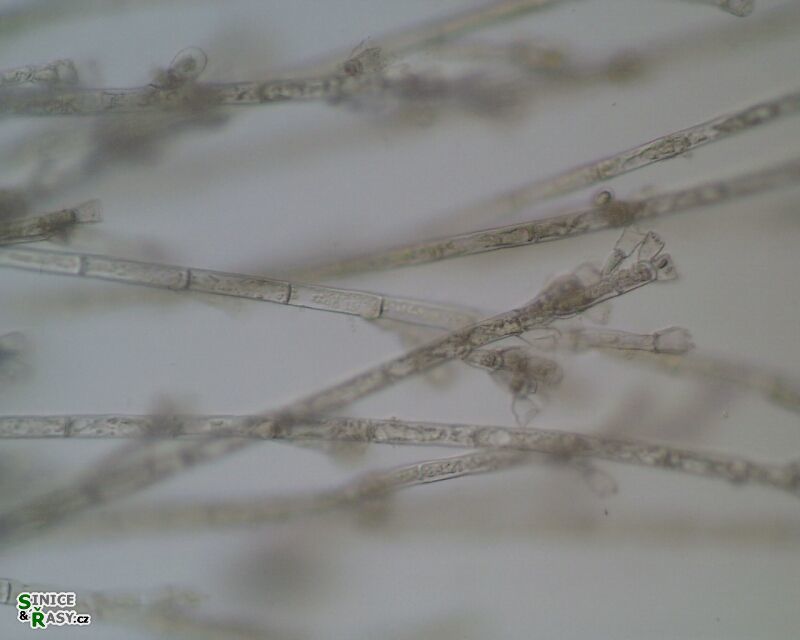 Audouinella hermanii