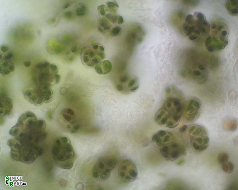 Chlorokybus atmophyticus