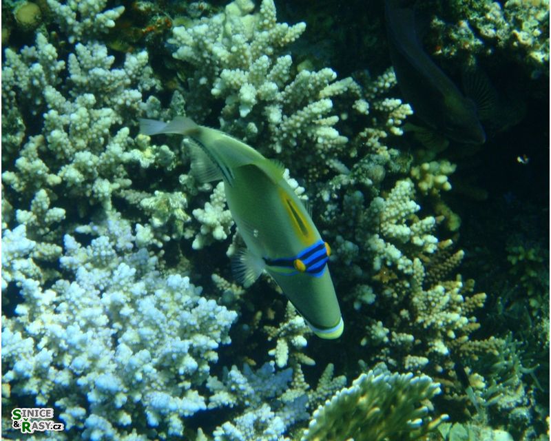 Rhinecanthus assasi