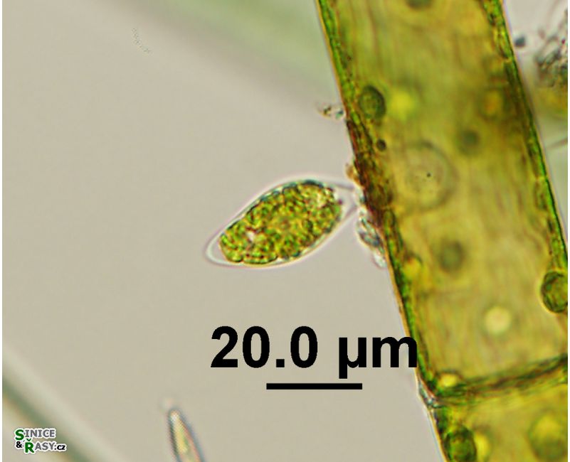 Characium