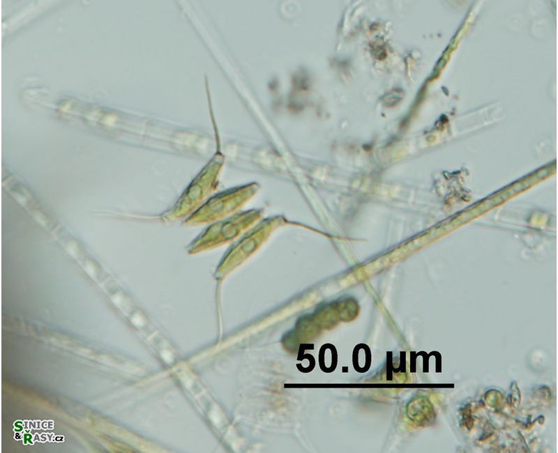 Desmodesmus opoliensis