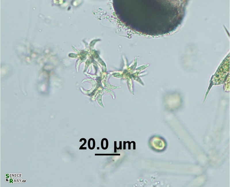 Selenastrum bibraianum