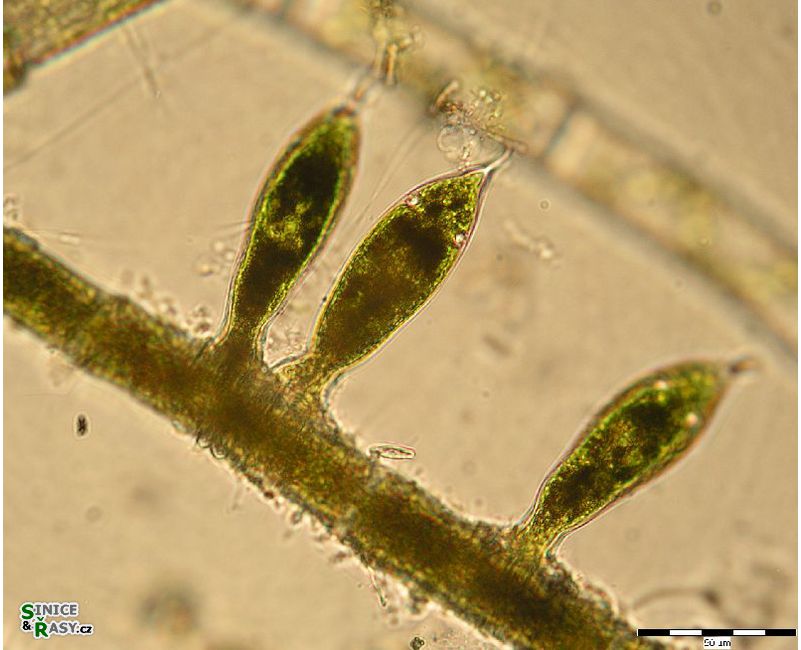 Oedogonium sp.