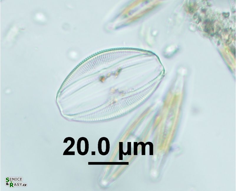 Amphora ovalis