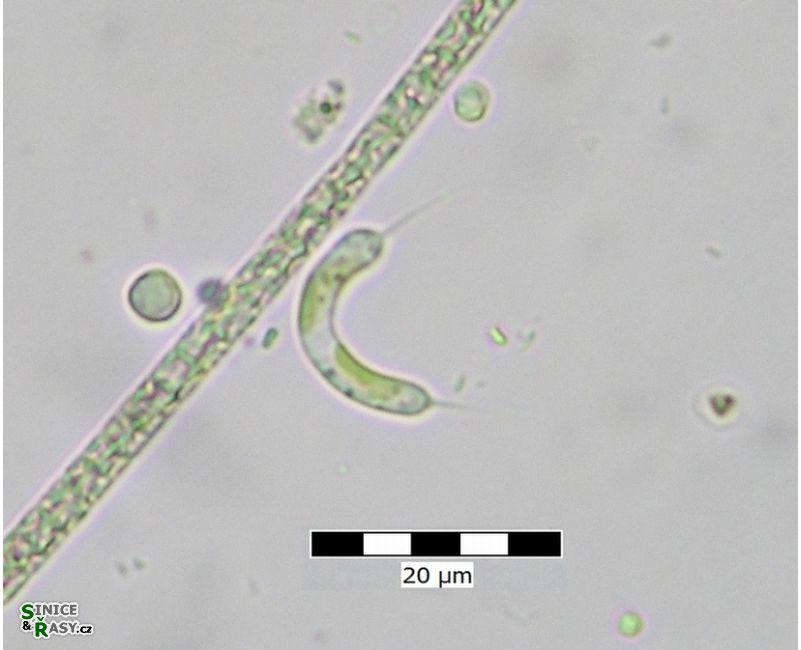 Ophiocytium bicuspidatum