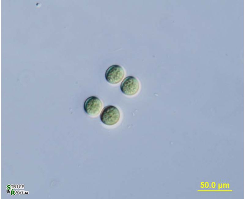 Chroococcus limneticus