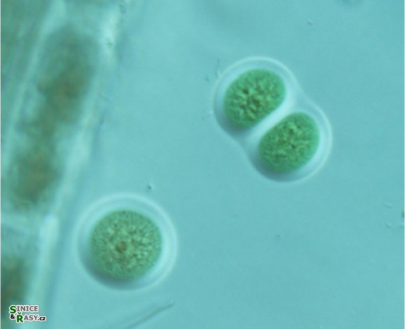 Chroococcus obliteratus
