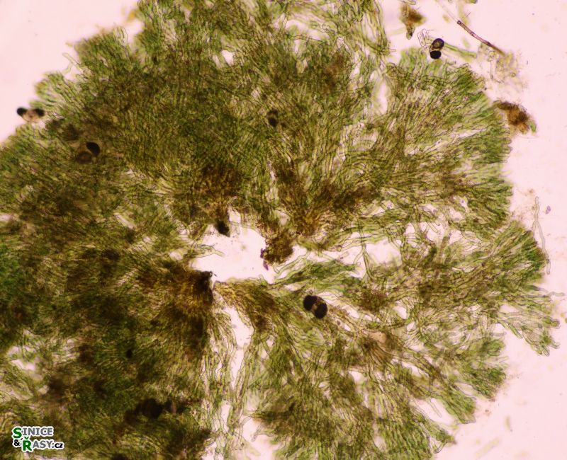 Capsosira brebissonii