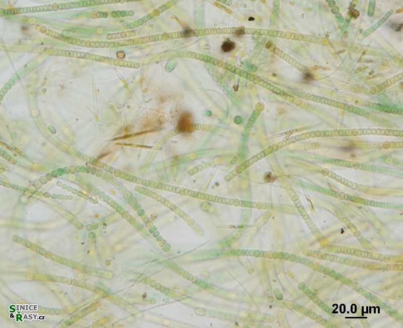 Nodularia harveyana