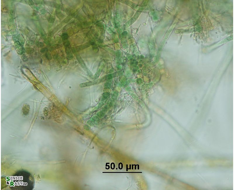 Hapalosiphon sp. 