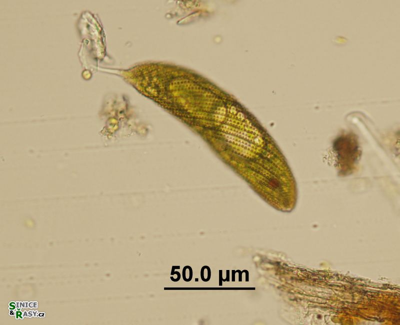 Lepocinclis spirogyroides