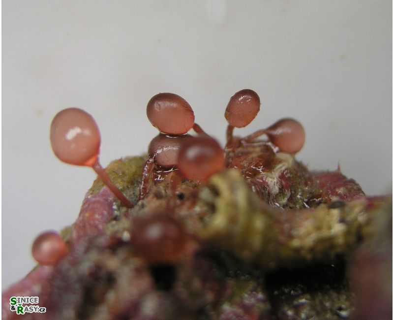 Botryocladia botryoides