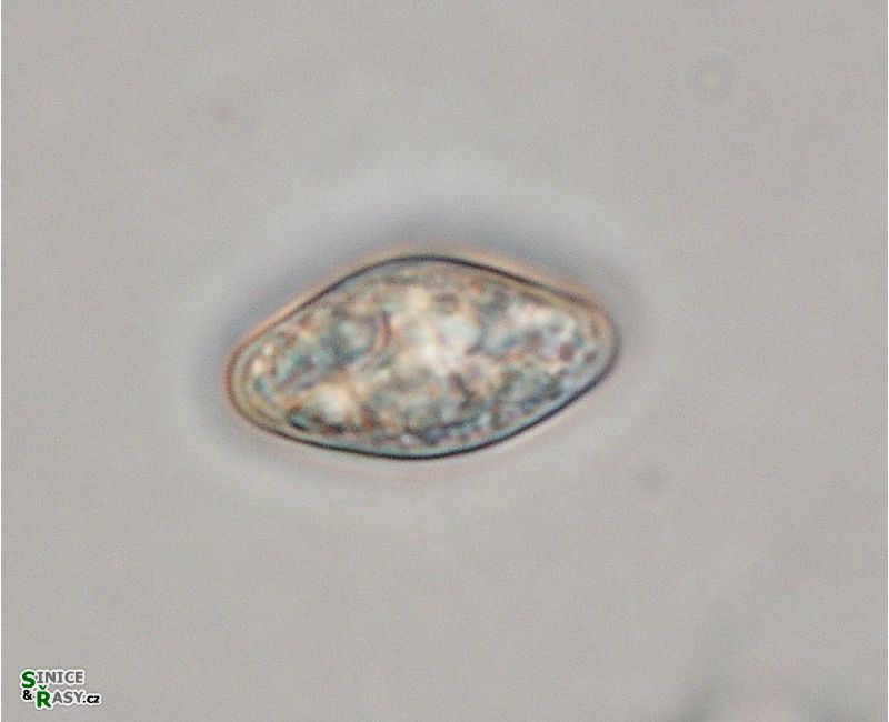 Cosmarium subquadrans