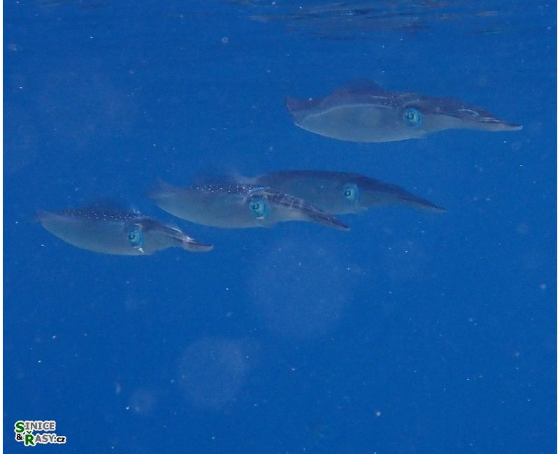 Sepioteutis lessoniana