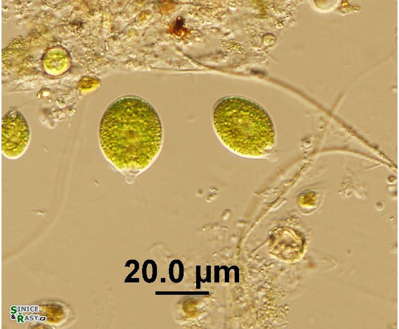 Chlamydomonas sp. 