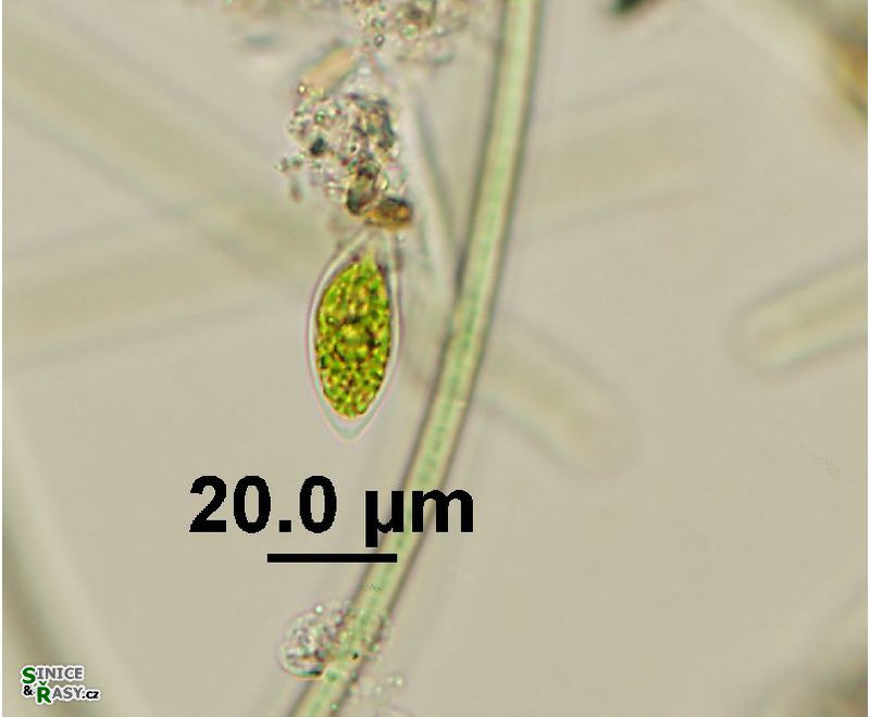Characium conicum 
