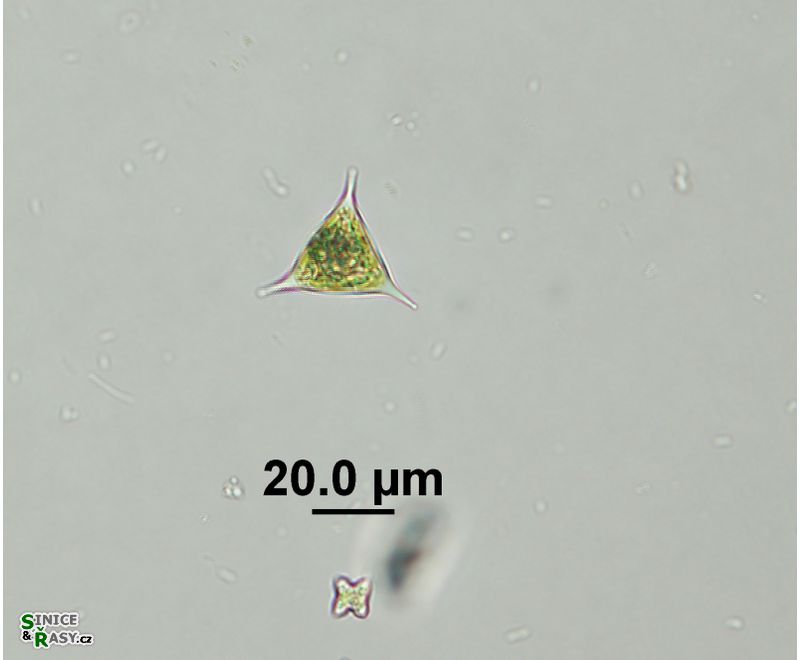 Tetraedron triangulare