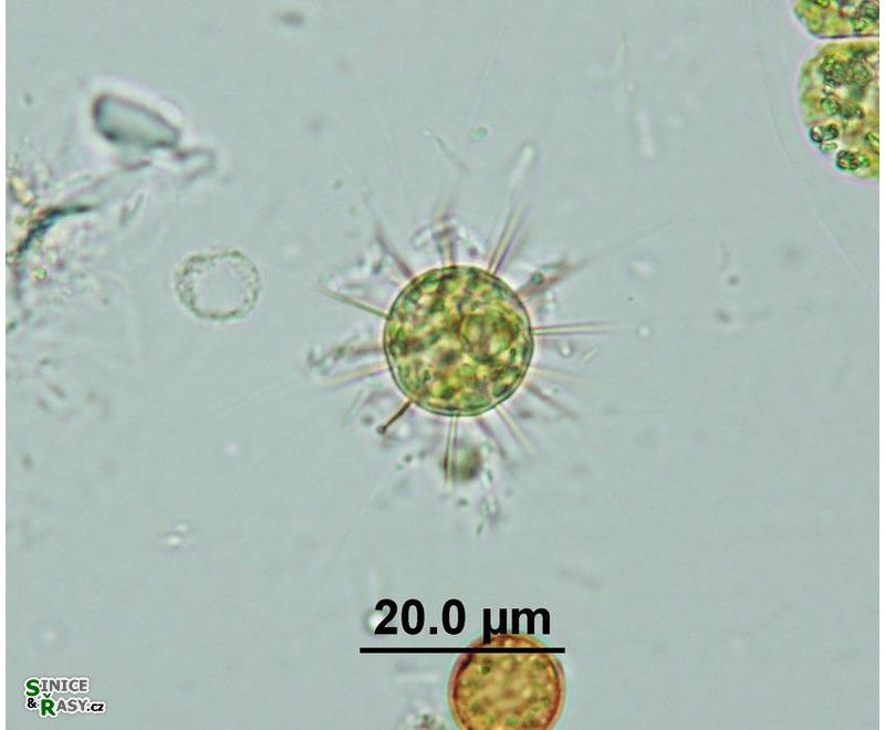 Acanthosphaera zachariasii