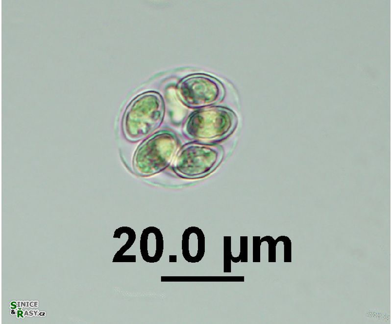 Oocystis marssonii