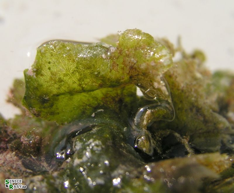 Anadyomene stellata