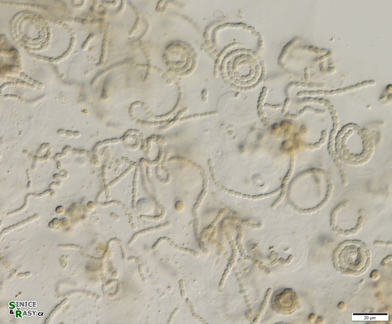 cf. Nostoc