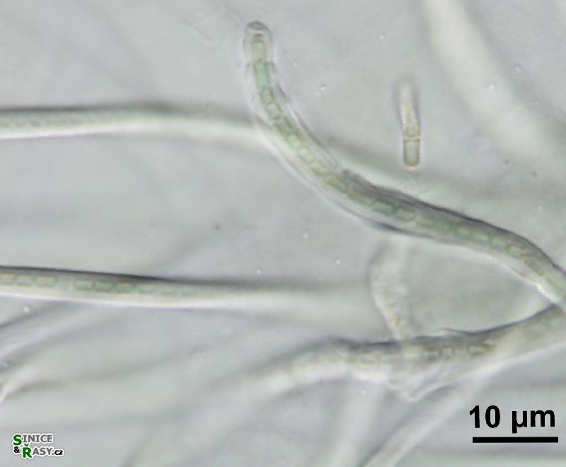 cf. Leptolyngbya