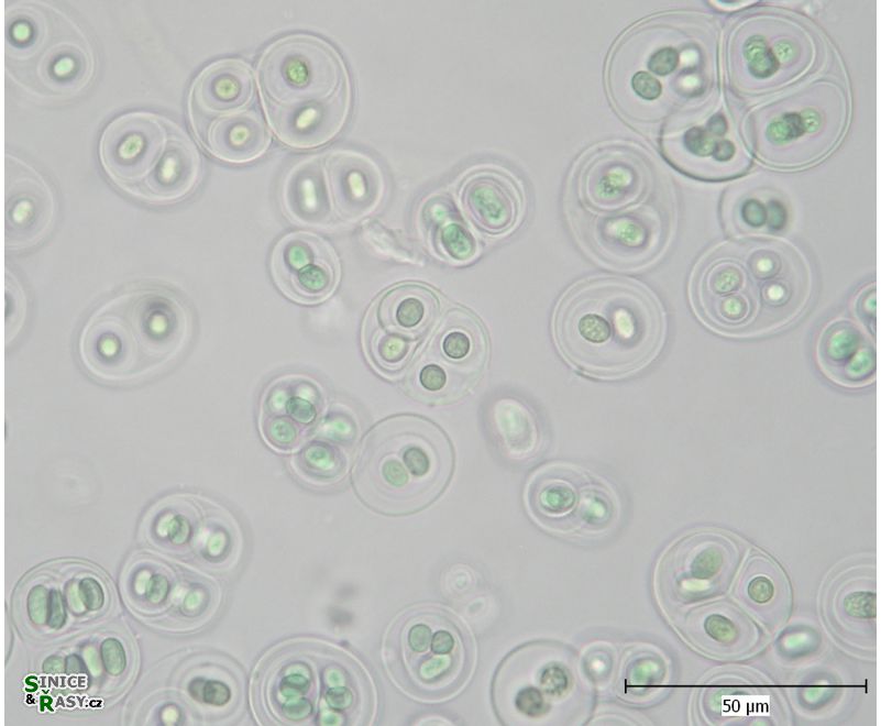 Gloeothece tepidariorum