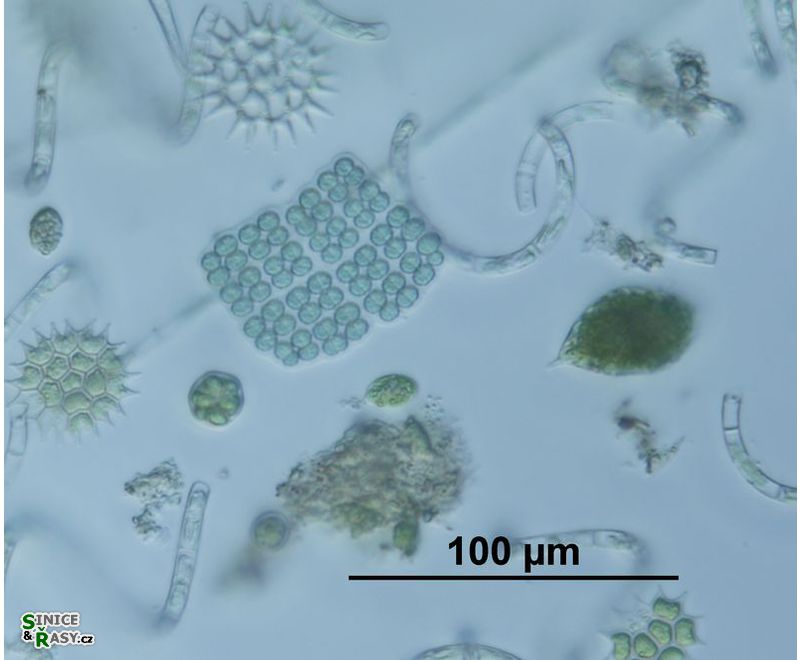 Merismopedia elegans