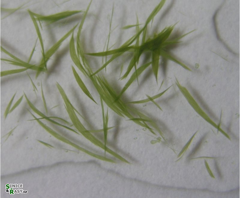 Aphanizomenon flos-aquae