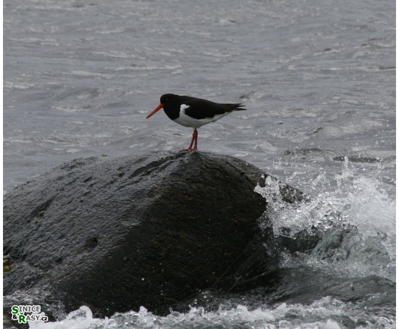 Haematopus ostralegus