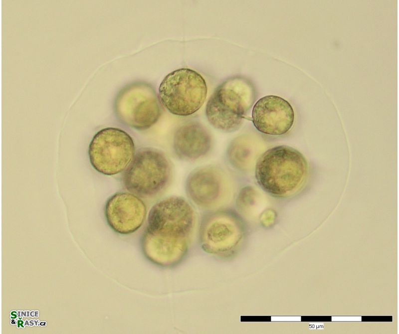 Eudorina illinoisensis