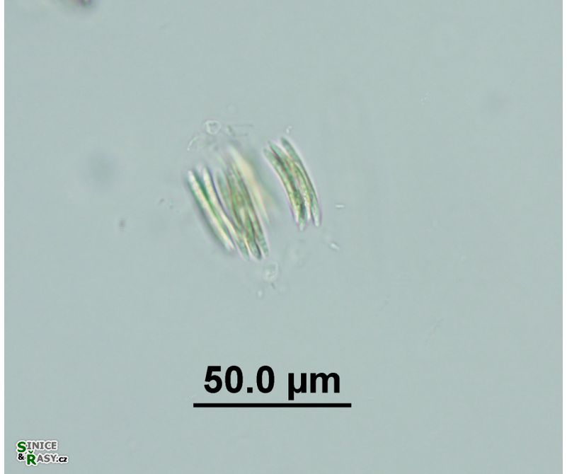 Quadrigula korshikovii