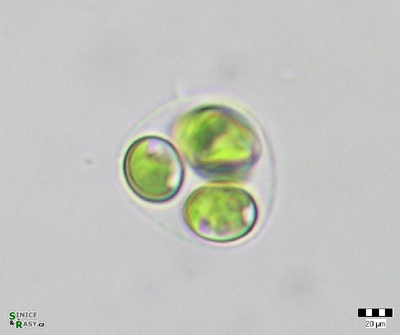 Oocystis marssonii 