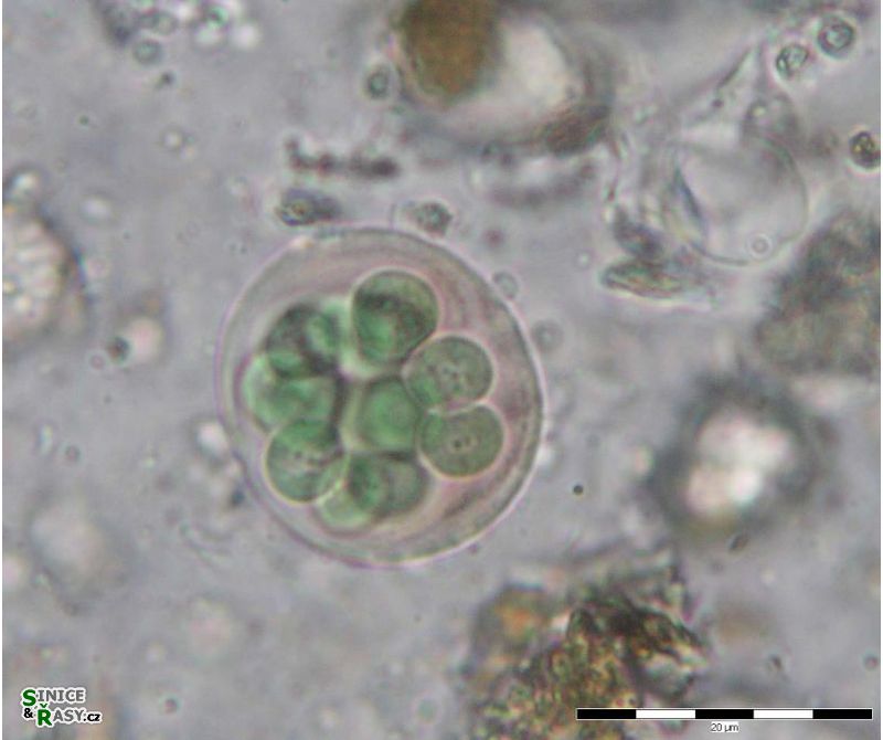 Asterocapsa submersa
