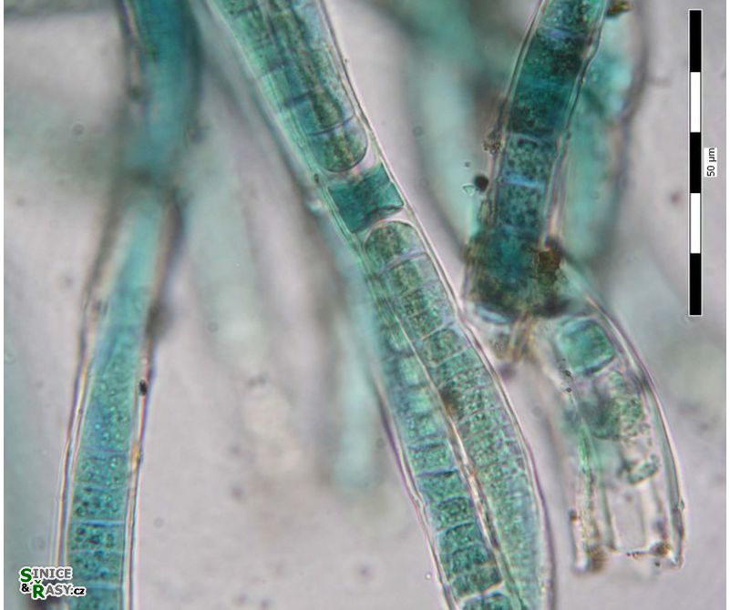 Scytonema sp.