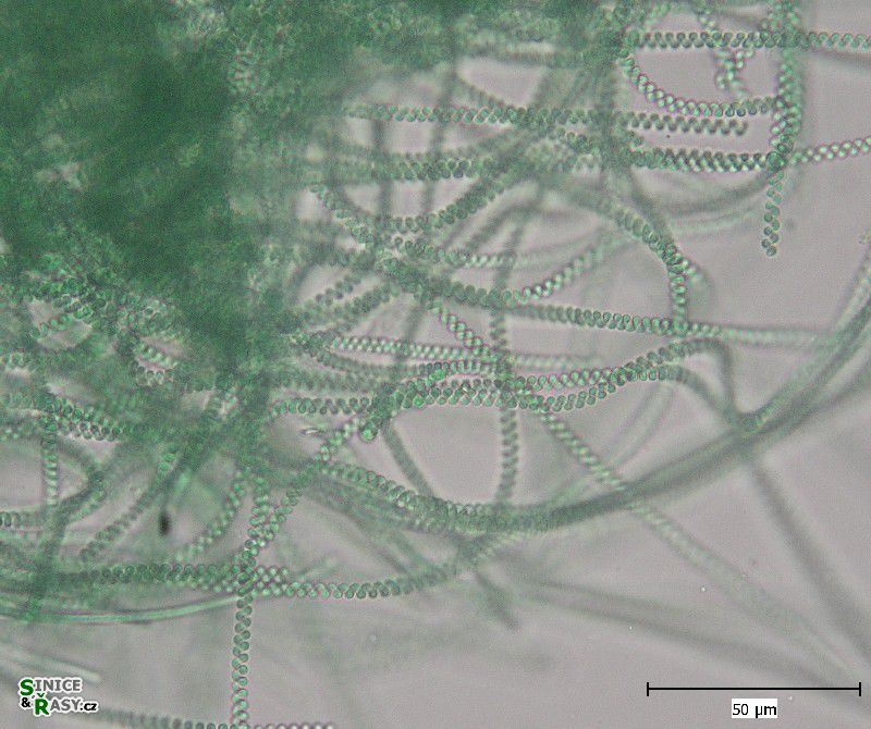Spirulina major
