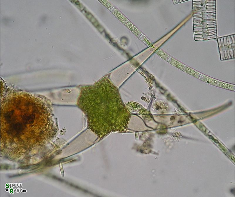 Closterium kuetzingii