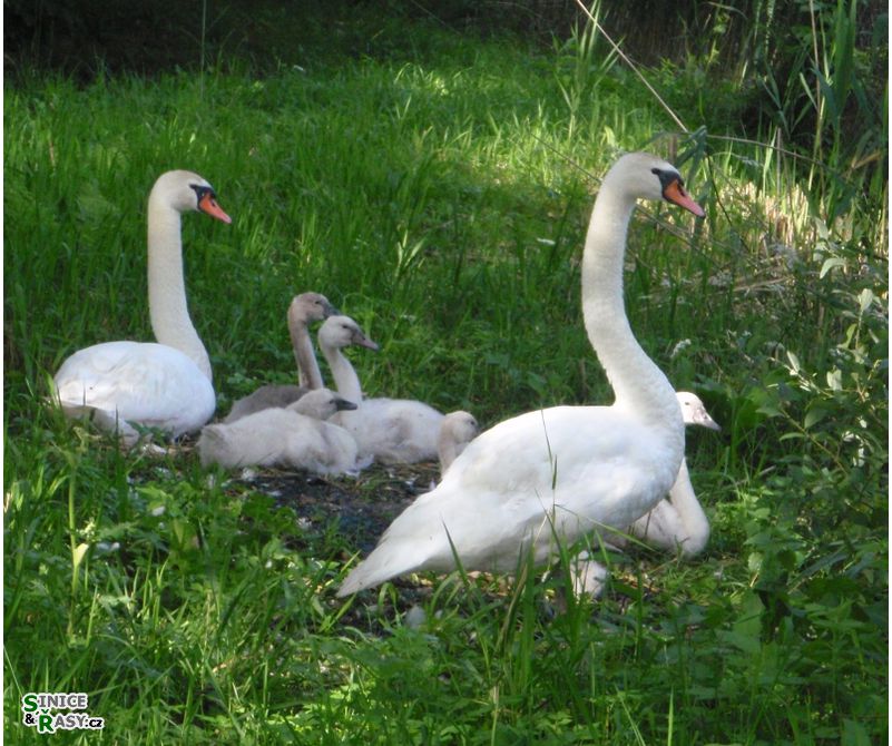 Cygnus olor