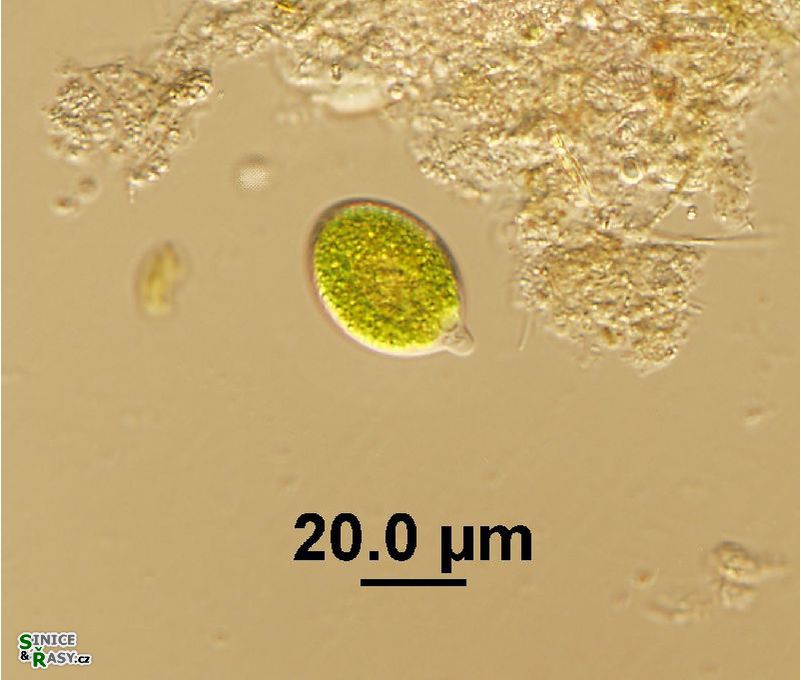 Chlamydomonas sp.
