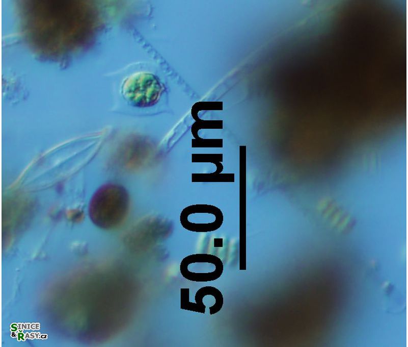 Pteromonas aculeata